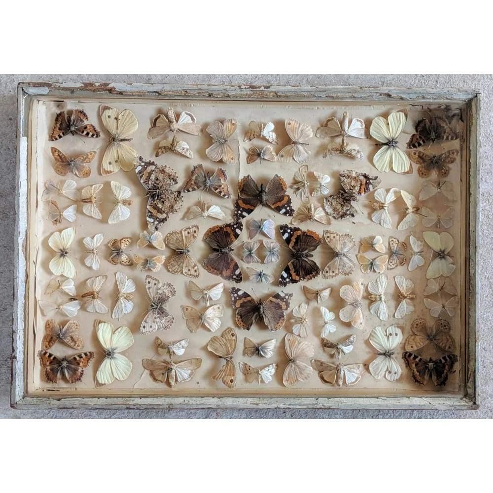 SOLD Vintage Taxidermy British Butterflies Mounted under Glass in a Display Case - Antique / victorian-Antique / Collectable-KONTRAST