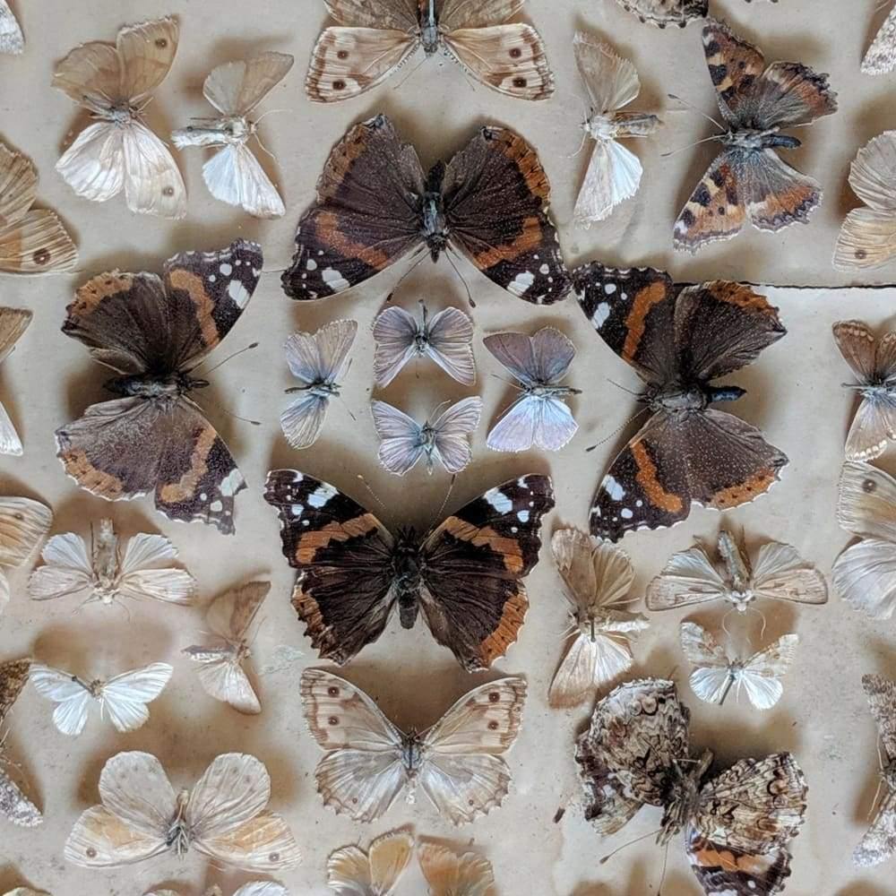 SOLD Vintage Taxidermy British Butterflies Mounted under Glass in a Display Case - Antique / victorian-Antique / Collectable-KONTRAST