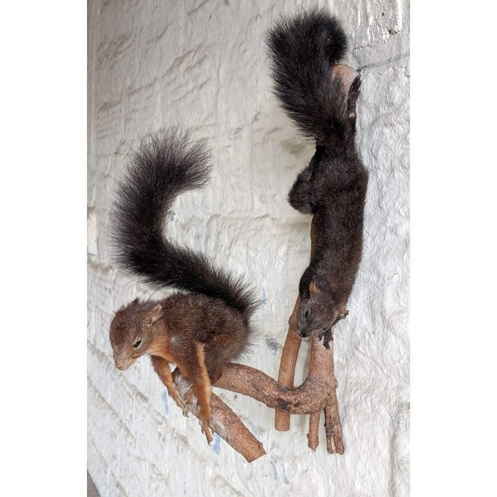 Vintage Taxidermy Two Red Stuffed Squirrels on Branch Mount-Antique Decor / Accessories-KONTRAST