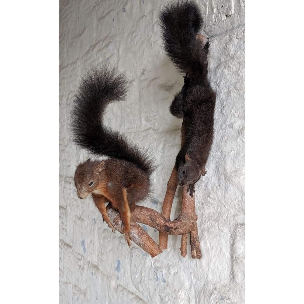 Vintage Taxidermy Two Red Stuffed Squirrels on Branch Mount-Antique Decor / Accessories-KONTRAST